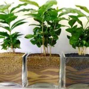 Nasveti za gojenje kavnih dreves doma