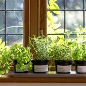Nasveti za gojenje zelenja doma na okenski polici