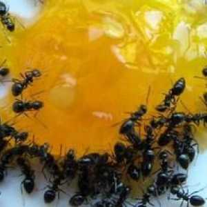 Sredstva iz mravelj v stanovanju