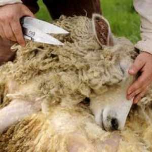 Ovčje ovčere: kolikokrat na leto se širi