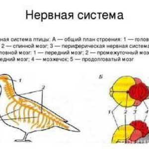 Struktura živčnega in izločevalnega sistema ptic. Sense organov
