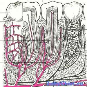 Struktura periodontije in njegove funkcije