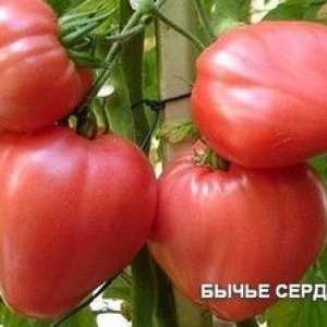 Tomato `bejovsko srce`: značilnosti in opis sorte