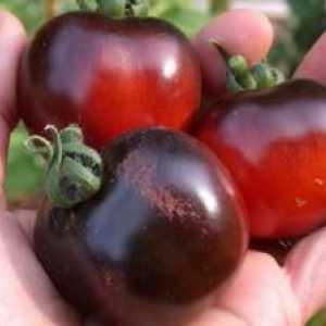 Tomato black moor - opis in karakterizacija sorte