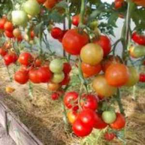 Tomato `Evpator`: opis in opis, agrotehnika, pregledi