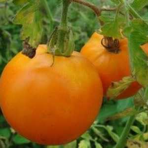 Tomato Perimmon: značilnosti in opis sorte