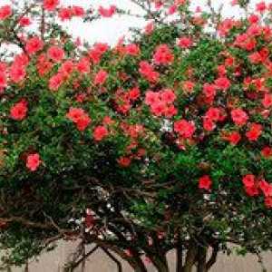 Zeliščni hibiskus - rast in skrb za vrtno rastlino
