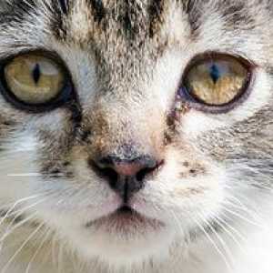 Kitten ima vodene oči: razloge in kaj storiti