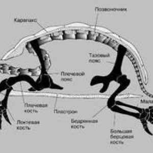 Kakšne so značilnosti strukture okostja želva?