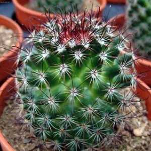 Vrste in sorte notranjih kaktusov, njihove domače vsebine