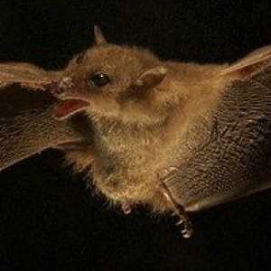 Vrste netopirjev, v katerih živijo in kaj jedo