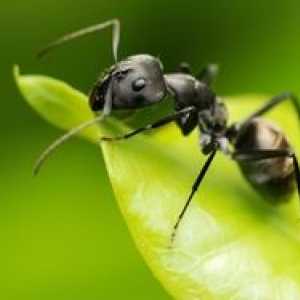 Vrste mravlje: struktura in opis