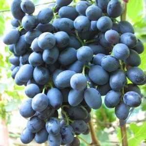 Podstrešje grozdja: opis sorte