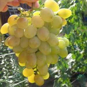 Galahad grozdje: opis sorte, pregledi