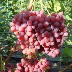 Vélez grozdje: opis, gojenje in oskrba