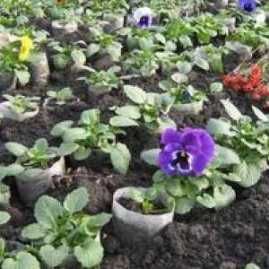 Viola (cvetovi) - rastlina iz semen