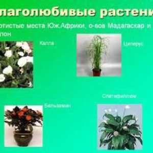 Vlažilne rastline: primeri grmov in pravil o negi