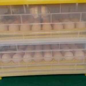 Valjenje piščančjih jajc v avtomatskem inkubatorju