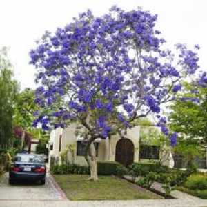 Gojitev vijoličaste drevesice iz semena doma