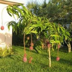 Gojenje mango od kosti doma: kako drevo raste
