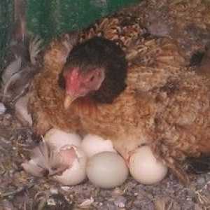 Valjenje piščančjih jajc. Kako dolgo naj sedi piščanca pred videzom piščancev