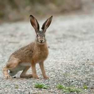 Hare: kako hrani, kako preživi v naravi