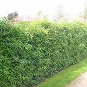 Hedge: trajni in zimzeleni grmičevje
