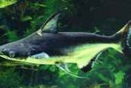 Akvarijski morski pes catfang pangasius