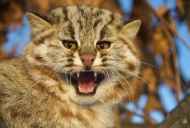 Amur gozdna mačka in sodobne resničnosti