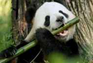 Velika panda ali bambusov medved