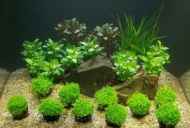 Katera tla za akvarij in rastline so boljša - vrsta in prava izbira