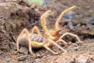 Spider falanks - "škorpijon vetra", insekt, prebivalec toplejših držav