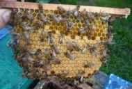 Črne čebele: značilnosti pasme in značilnosti čebel