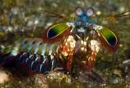 Praying mantis: značilnosti morske pošasti
