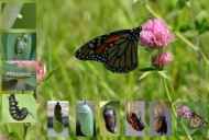 Koliko metuljev živi: življenjska doba vseh ciklov