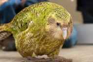 Owl papiga kakapo in opis ptic brez letenja