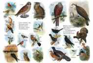 Seznam ptic Rusije iz enciklopedije