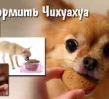 Kaj je nahraniti Chihuahua doma