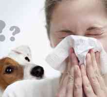 Hipoalergenski psi za alergične bolnike in astmatike: pasme