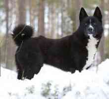 Karelski medvedski pes: opis pasme
