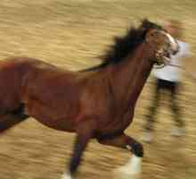 Konje konj in njihove značilnosti