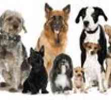 Raznolikost pasem psov: imena, fotografije, nasveti