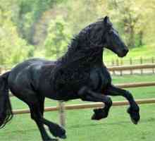 Najlepši in najbolj znani konji na svetu