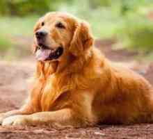 Pas pasme zlati retriever - ljubi hišne ljubljenčke