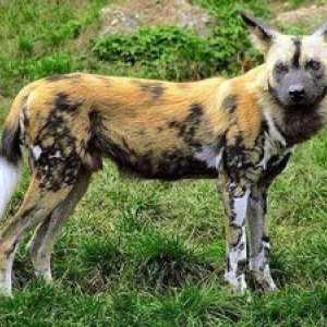 African Hyenic Wild Dog Appearance