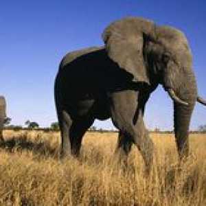 Afriški slon slon: kaj hrani in kako živi