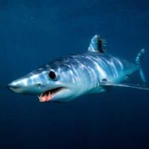 Shark mako - najhitrejši morski pes na svetu