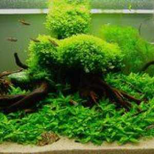 Akvarijske rastline: fotografije, rastlinske vrste za akvarij