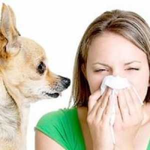 Alergije na pse in kako se manifestirajo
