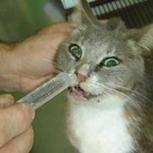 Alergije pri mačkah - vzroki, simptomi, zdravljenje